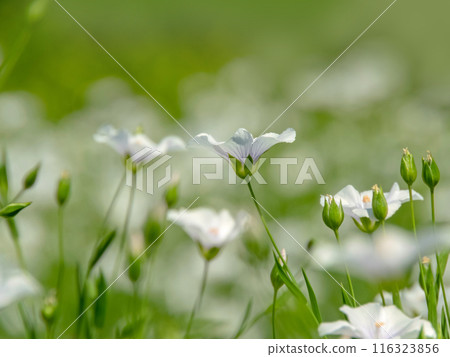 Common flax or linum usitatissimum,flax or linseed white flowers at the field with blurred foreground. 116323856