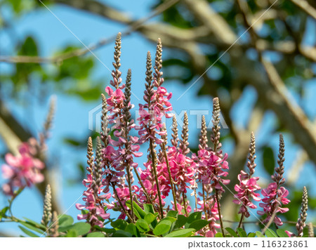 Indigofera tinctoria or true indigo plant branches with leaves and pink flowers on the blue sky background 116323861