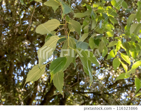 Celtis australis, European nettle tree, Mediterranean hackberry, lote tree or honeyberry tree branch Celtis australis, European nettle tree, Mediterranean hackberry, lote tree or honeyberry tree branch 116323866