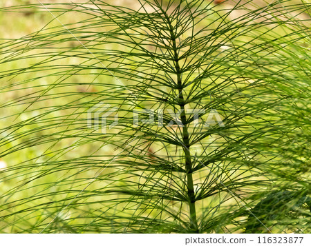 Equisetum arvense, field horsetail or common horsetail herbaceous perennial plant 116323877