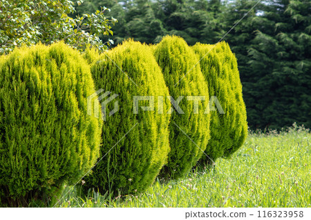 Thuja orientalis aurea nana plants hedge in the garden Thuja orientalis aurea nana plants hedge in the garden 116323958