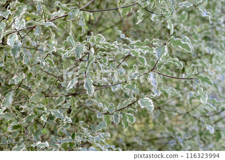 Pittosporum tenuifolium ornamental plant with variegated foliage. 116323994