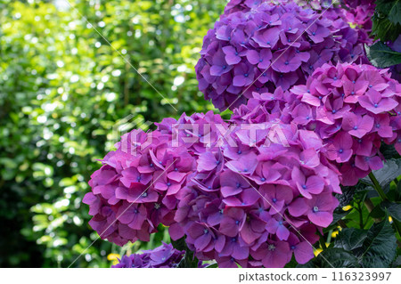 Hydrangea macrophylla ornamental shrub with purple flower heads. Hydrangea macrophylla ornamental shrub with purple flower heads. 116323997
