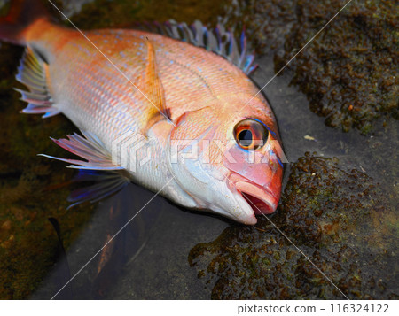 明亮的鯛魚 116324122