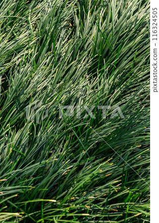 Ophiopogon Japonicus plant (dwarf lilyturf, mondograss, fountainplant, monkeygrass) 116324505