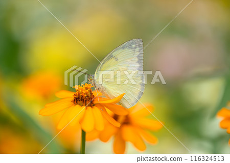 Small butterfly with orange flower in garden, Spring season Small butterfly with orange flower in garden, Spring season 116324513