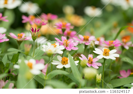 Colorful Zinnia flowers blooming in garden, Spring and summer season 116324517