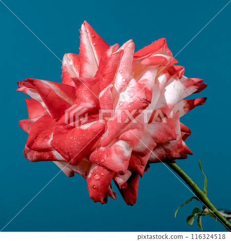 Imperatrice Farah red rose on a blue background 116324518