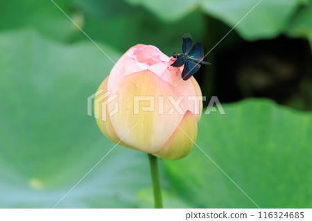 蓮花 蓮花 116324685