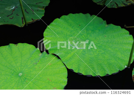 Lotus leaves floating on the water surface 116324691