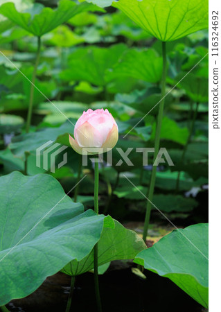 Lotus flower lotus pond 116324692