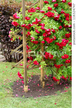 Backyard in summer. Branchy creeping bright red rose with buds and flowers on support.  116324747
