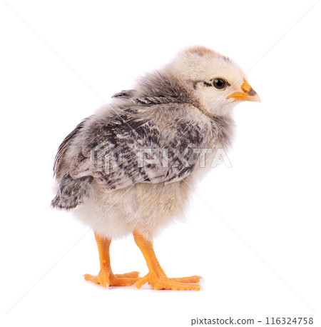 Newborn chicken isolated on white background. Little light gray chick. Farm animals. 116324758