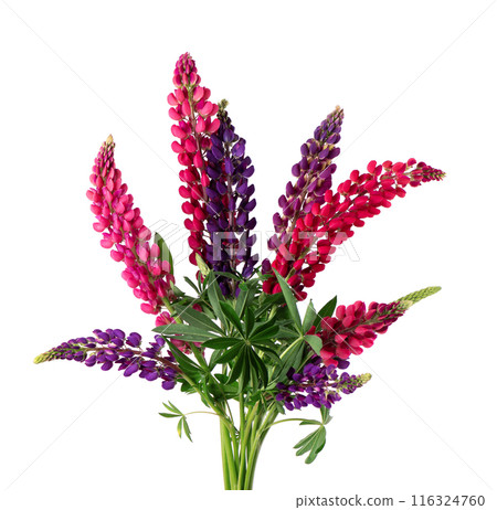 Bouquet of colorful lupine flowers, isolated on white background. Bunch of lupines, spring flower. Bouquet of colorful lupine flowers, isolated on white background. Bunch of lupines, spring flower. 116324760