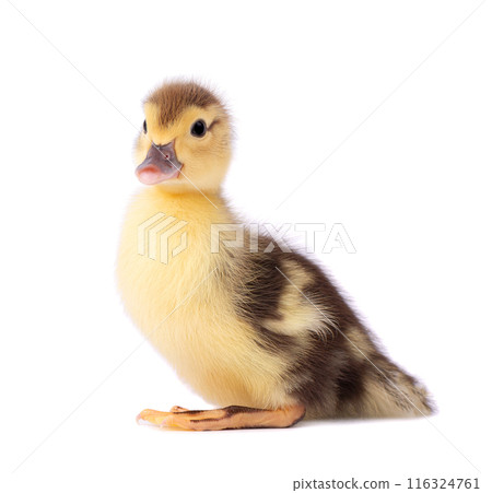 Newborn duckling isolated on white background. Little yellow brown duck. Farm animals. Newborn duckling isolated on white background. Little yellow brown duck. Farm animals. 116324761