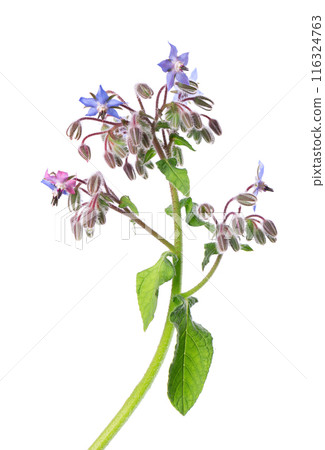 Borage flowers isolated on white background. Borago officinalis bush. Clipping path. 116324763