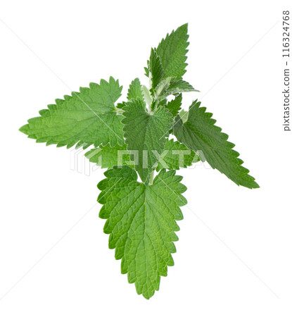 Green leaves of lemon balm or melissa plant isolated on white background. Fresh green mint leaf. Clipping path. 116324768