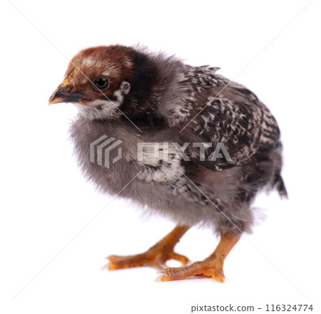 Newborn chicken isolated on white background. Little dark gray chick. Farm animals. 116324774