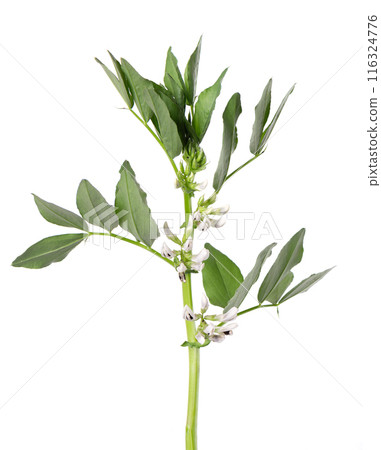 Green bush of fava beans with flowers, isolated on white background. Broad beans. 116324776