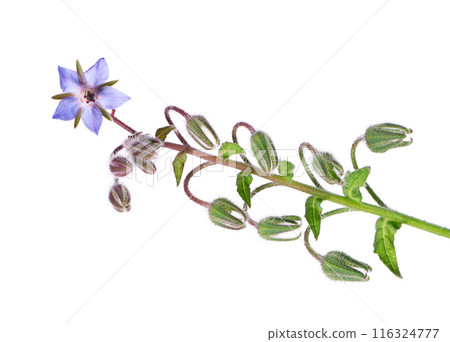 Borage flowers isolated on white background. Borago officinalis bush. Clipping path. Borage flowers isolated on white background. Borago officinalis bush. Clipping path. 116324777