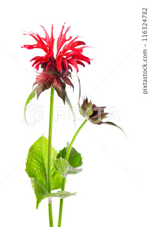Monarda flower isolated on a white background. Bergamot flower. Oswego tea, scarlet beebalm. Monarda flower isolated on a white background. Bergamot flower. Oswego tea, scarlet beebalm. 116324782