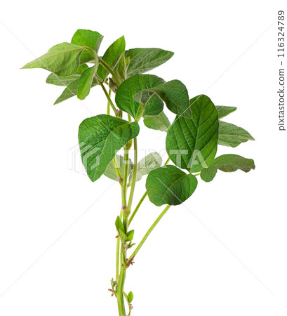 Green soybean bush isolated on white background. Soy bean plant. 116324789