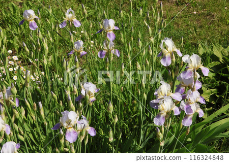 Iris flowers in flowerbed near meadow. Background for design. Spring and nature. Iris flowers in flowerbed near meadow. Background for design. Spring and nature. 116324848