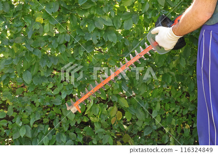 Young man trimming bushes with electric hedge trimmer, hedge saw. Gardening and tidying up. Nature and garden maintenance. Young man trimming bushes with electric hedge trimmer, hedge saw. Gardening and tidying up. Nature and garden maintenance. 116324849