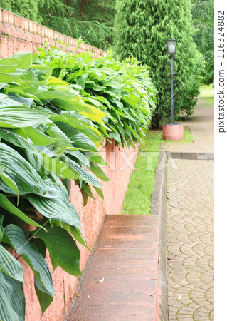 Long row of green plants in park. Hostas in flowerbed. Landscaping and nature. Taking care of garden. 116324882