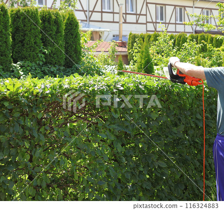Young man trimming bushes with electric hedge trimmer, hedge saw. Gardening and tidying up. Nature and garden maintenance.  116324883