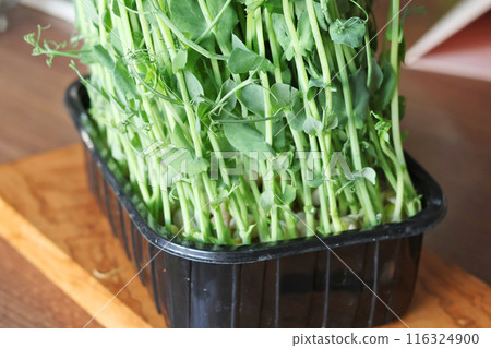 Sprouted pea shoots. Healthy eating. Vitamins at home. 116324900