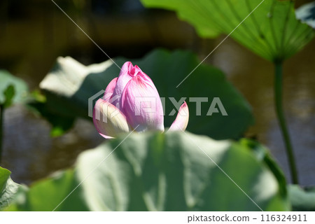 Lotus flower Lotus flower 116324911