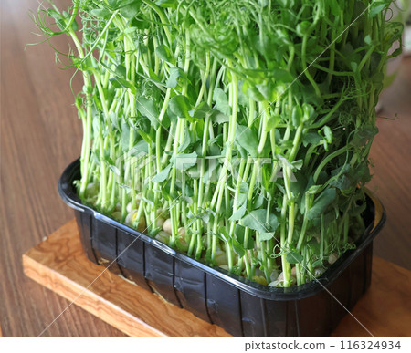 Sprouted pea shoots. Healthy eating. Vitamins at home. 116324934