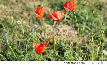 Blooming red poppies in field. Sunny day. Background for design. 116325109