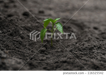 Planting green young seedling of plant pepper in a brown soil. Young fresh sprout in greenhouse or outdoors. Spring garden activity. Concept of agriculture, gardening. Copy space pace, macro, close up 116325542