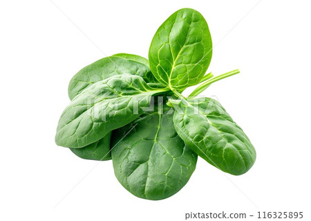 Vibrant baby spinach leaves isolated on a white background. Perfect for culinary uses. 116325895