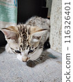 小睡的小貓 116326401