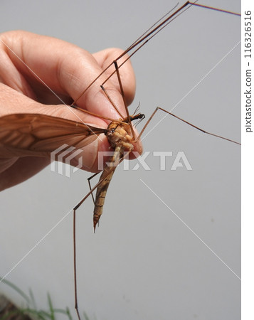 Mikado Gagambo (♀) 是日本最大的鶴蠅,張開長度為 8 公分。 Mikado Gagambo (♀) 是日本最大的鶴蠅,張開長度為 8 公分。 116326516