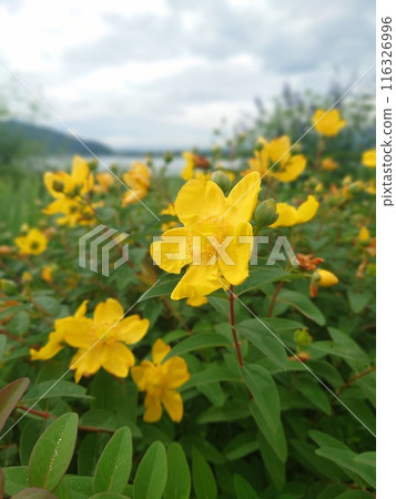 Cheerful yellow flowers Cheerful yellow flowers 116326996