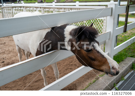 小馬在蒜山馬匹公園耐心等待胡蘿蔔餵食 116327006