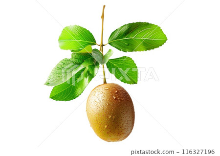 Close-up of two fresh kiwis with green leaves, covered in water droplets, isolated on white transparent background Close-up of two fresh kiwis with green leaves, covered in water droplets, isolated on white transparent background 116327196