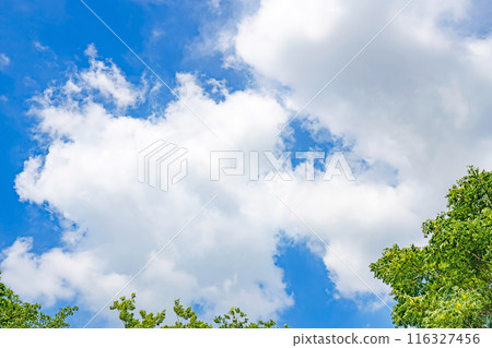 Summer clouds and trees Summer clouds and trees 116327456