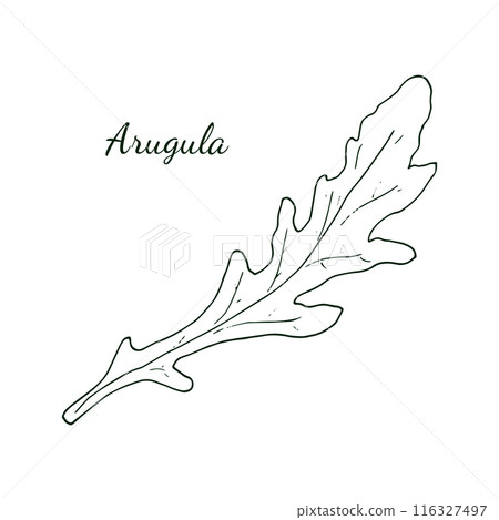 Arugula. Hand-drawn fresh arugula with leaves, isolated on white background. Rucola. doodle style illustration. Arugula. Hand-drawn fresh arugula with leaves, isolated on white background. Rucola. doodle style illustration. 116327497