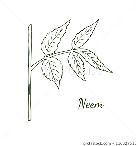 Hand-drawn neem twig. Branch of the neem tree Azadirachta indica or Indian lilac. Botanical illustration isolated on white. 116327515