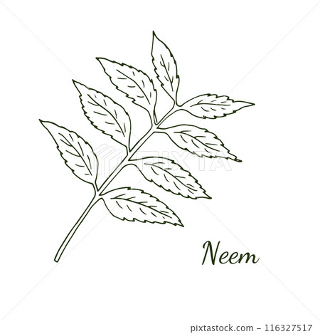 Neem tree twig with leaves, Botanical illustration isolated on white. Cosmetic, and Ayurvedic tree. 116327517