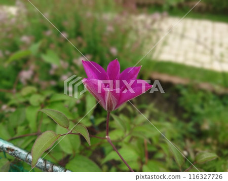 Purple clematis flower Purple clematis flower 116327726