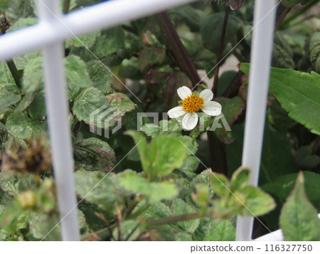 Yellow and white Bidens pilosa flowers in bloom Yellow and white Bidens pilosa flowers in bloom 116327750
