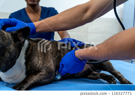 Veterinarian listening to dogs heartbeat with a stethoscope 116327771