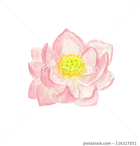 用水彩畫的蓮花 116327851