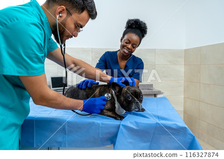 Veterinarian listening to dogs heartbeat with a stethoscope 116327874